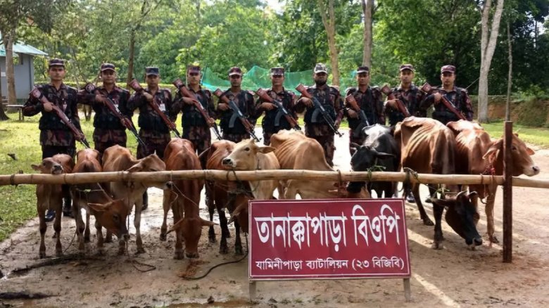 মাটিরাঙ্গা সীমান্তে ভারতীয় ১০ গরু জব্দ
