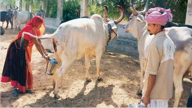 ভারতে সরকারিভাবে গোমূত্র সংগ্রহ শুরু, লিটারপ্রতি দাম ২০ রুপি!